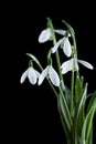 Bunch of snowdrop flowers on black background