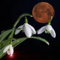 Bunch of snowdrop flowers and giant bloody Moon