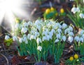 Bunch of snowdrop flowers growing in a meadow or blossoming in a forest with a sun flare background. Delicate white