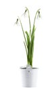 Bunch of snowdrop flowers in a tin basket