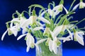 Bunch of snowdrop (Galanthus nivalis) flowers