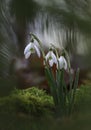 Bunch of snowdrops Royalty Free Stock Photo