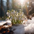 A bunch of snowdrops are growing out of the snow Royalty Free Stock Photo