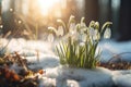 A bunch of snowdrops are growing out of the snow Royalty Free Stock Photo