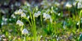 bunch of snowflake flowers on the forest glade Royalty Free Stock Photo