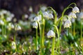 bunch of snowflake flowers on the forest glade Royalty Free Stock Photo