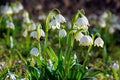 bunch of snowflake flowers on the forest glade Royalty Free Stock Photo