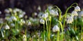 bunch of snowflake flowers on the forest glade Royalty Free Stock Photo