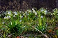 Bunch of snowflake flowers on the forest glade Royalty Free Stock Photo