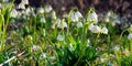 bunch of snowflake flowers on the forest glade Royalty Free Stock Photo