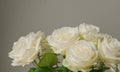 Bunch of Soft Beautiful White rose close up for valentine`s card or anyversary Royalty Free Stock Photo