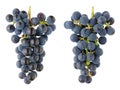 A bunch of sour black Isabella grapes - a view from both sides Royalty Free Stock Photo