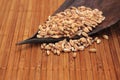Bunch of spelt grains Royalty Free Stock Photo
