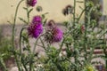 Bunch of spiked purple cardoon Cynara cardunculus blossomed flower. The stems of this edible thistle-like plant, usually grown Royalty Free Stock Photo