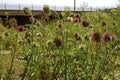 Bunch of spiked purple cardoon Cynara cardunculus blossomed flower. The stems of this edible thistle-like plant, usually grown Royalty Free Stock Photo