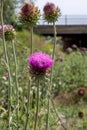 Bunch of spiked purple cardoon Cynara cardunculus blossomed flower. The stems of this edible thistle-like plant, usually grown Royalty Free Stock Photo