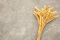 Bunch spikelets of wheat on grey concrete background Royalty Free Stock Photo