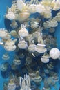 Bunch of spotted Jelly Fish Royalty Free Stock Photo