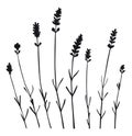 Bunch, sprig of lavender flower saperated - black silhouette