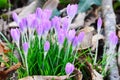 A bunch of Spring Crocus on the woodland Floor waking up to Spring after a long Winter