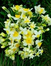 Bunch of Spring Daffodils Royalty Free Stock Photo