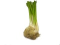 Bunch of spring onion isolated on a white background Royalty Free Stock Photo