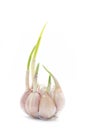Sprout garlic Royalty Free Stock Photo