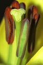 Bunch of stamens of lily