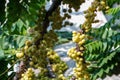 Bunch of Star gooseberry fruit. Phyllanthus acidus, known as the Otaheite gooseberry