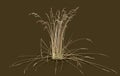 Bunch of steppe grass