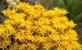 Bunch of Stone Crop Blooms In Summer Royalty Free Stock Photo