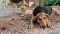 Stray dogs Greece