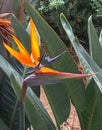 Bunch of strelizia flowers Royalty Free Stock Photo