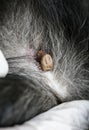 bunch of insect mites with the hair spread on the dog`s skin