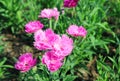 Bunch of Hot Pink Carnation Flowers in the Sunlight Royalty Free Stock Photo