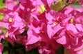Bunch of Stunning Ultra Pink Bougainvillea Glabra on the Tree Royalty Free Stock Photo