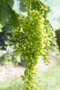 Bunch of sultanas hanging from the still sour branch Royalty Free Stock Photo