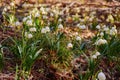 bunch of summer snowflake flowers blooming on a sunny day Royalty Free Stock Photo