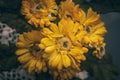 a bunch of sunflower in a dark lighting