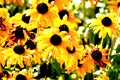 Bunch of Sunflower plants in the park under sunny weather