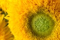 Bunch of sunflowers Teddy Bear in a glass vase. A dwarf sunflower plant with multiple large yellow golden double flowers. Royalty Free Stock Photo