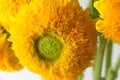 Bunch of sunflowers Teddy Bear in a glass vase. A dwarf sunflower plant with multiple large yellow golden double flowers