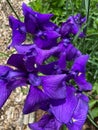 Bunch of Sunlit Purple Iris Flowers in the Spring Garden