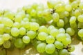 A bunch of sweet green seedless grapes Royalty Free Stock Photo