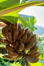 Bunch of sweet red bananas hanging on banana palm tree close up Royalty Free Stock Photo