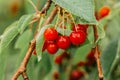 Bunch of sweet red cherries hanging on a cherry tree branch.Water droplets on fruit.Cherry orchard after the rain.Fruit harvest. Royalty Free Stock Photo