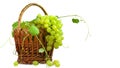 A bunch of sweet, ripe, white grapes in a wicker basket. Royalty Free Stock Photo