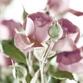 A bunch of delicate pale dusty pink colourful roses.