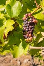 Bunch of syrah grapes growing on vine in vineyard at harvest time Royalty Free Stock Photo