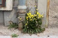 Bunch of tall Dandelion or Taraxacum closed and open yellow flowers and flower heads surrounded with large leaves growing in front